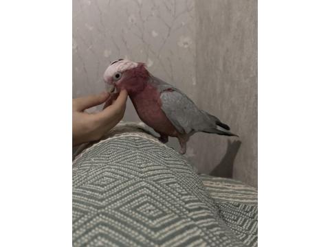 1.5 Yaşında Erkek Gül Kakadu