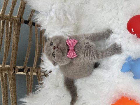 British Shorthair Lilak 2 Aylık