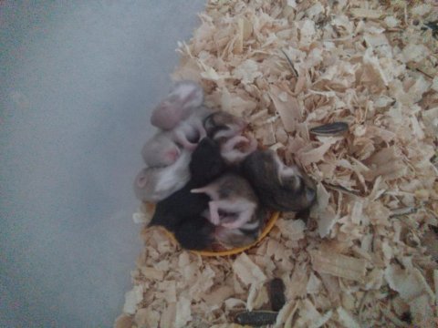 Dokuz Yavru Hamster