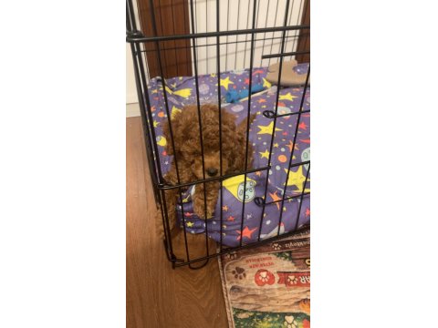 Toy Poodle İç Dış Parazit Aşıları Yapılı 2 Aylık