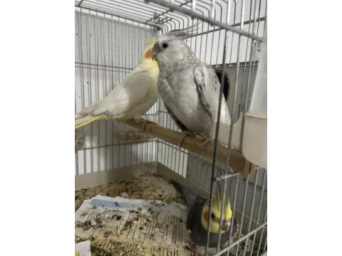 Dişi Eşe Hazır Kızgın Sultan Papağanı