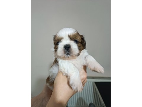 Irk Garantili Sevimli Shih Tzu Yavrular