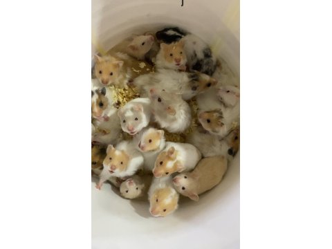 Antalya Adrese Teslim Hamster İsteyen