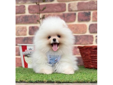 Safkan Pomeranian Boo Yavrular