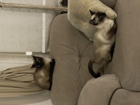 Yavru Siyam Kedileri