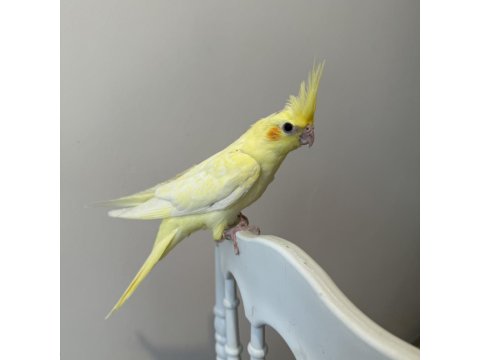 Sultan Papağanı Sahiplendirilecektir