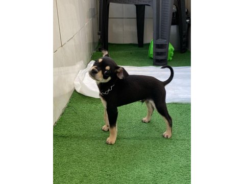 3 Aylık Oyuncu Chihuahua