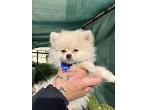 Pomeranian Boo 2 Aylık Sevimli