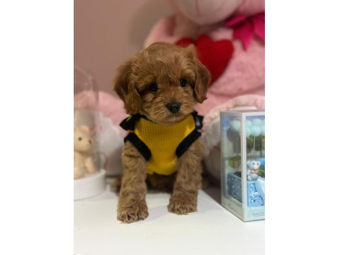 Harika Koyu Kahve Maltipoo Bebeğimiz