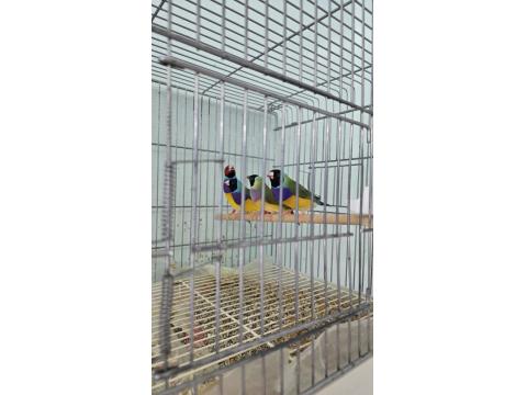 Goldian Finch (Gökkuşağı İspinozu)