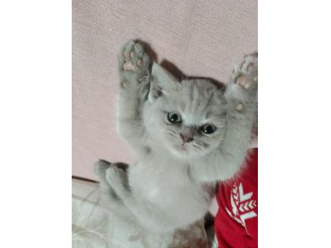 Oyuncu Nadir Renk Orijinal British Shorthair