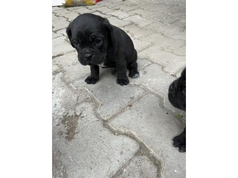 1,5 Aylık Siyah Pug Yavrular