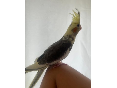 Yavru Mutasyon 45 Günlük El Besleme Sultan Papağanı