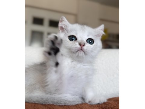 Mükemmel Kalite Silver Kedimiz