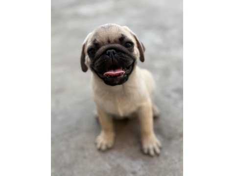 Pug Mops Yavru Köpekler