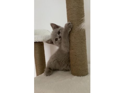 Safkan British Shorthair Lilac Solid Erkek