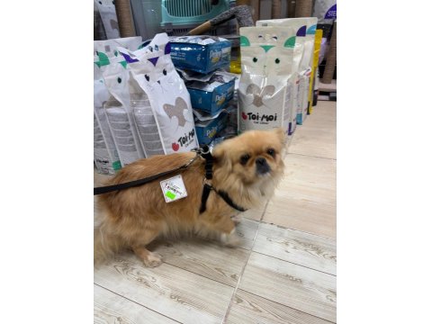 Pekinez Köpeğimiz 9 Aylık