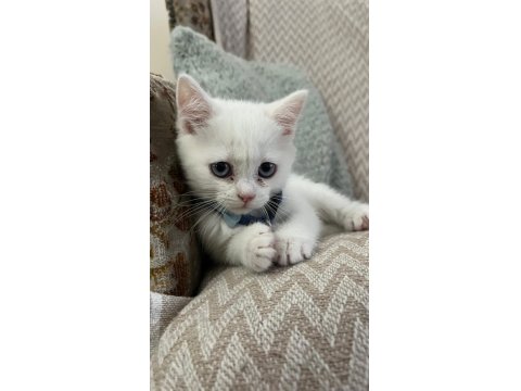 Sağlıklı British Shorthair Yavru Kedimiz