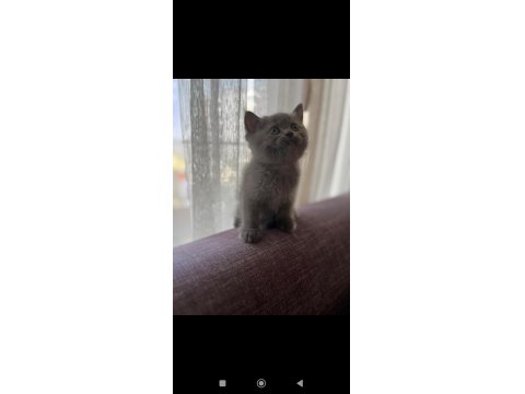 Orjinal Irkta Safkan British Shorthair