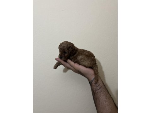 Toy Poodle Yavruları