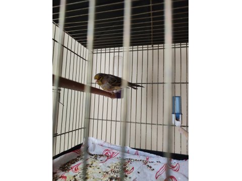 Agat Kanarya Erkek Çaplı Güzel Kuş