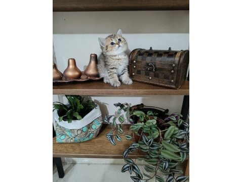 Bayram Şekerleri British Shorthair Ve Scottish Kedilerim