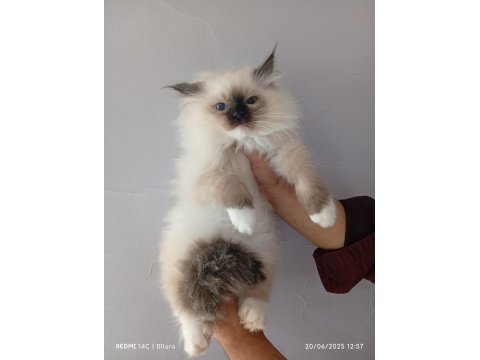 2 Erkek Mitted Ragdoll Yavrum Ailesini Arıyor