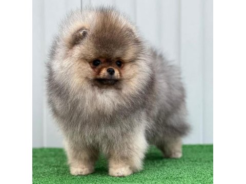 Irk Garantili Pomeranian Boo Sevimli Yavrular