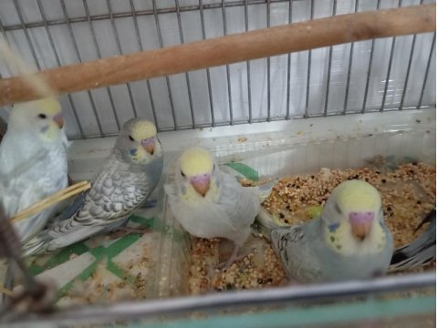 Yavru Muhabbet Kuşu