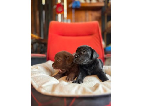 Cana Yakın Labrador Yavrularımız Yeni Sahibine Hazır