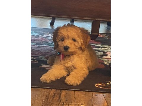 Oyuncu Maya Köpeğimiz