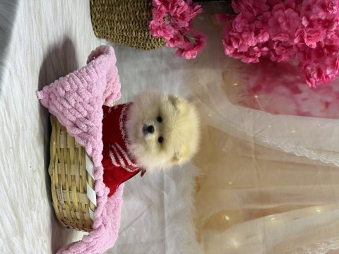 Pomeranian Bebek Köpekler