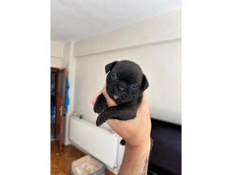 Pug Yavruları Dişi