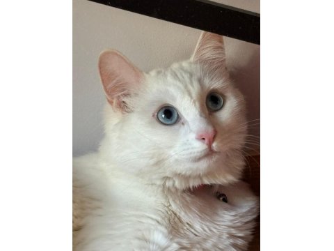 Kısır Aşıları Tam Ve Çipli Ankara Kedisi