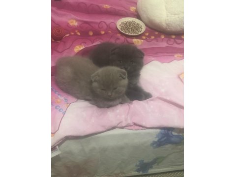 Acil Scottish Fold 2 Kardeş