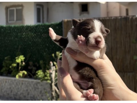 Border Collie Yavru Köpekler