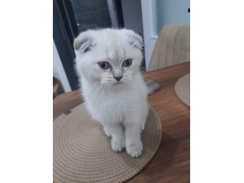 Özel Scottish Fold Yavrular