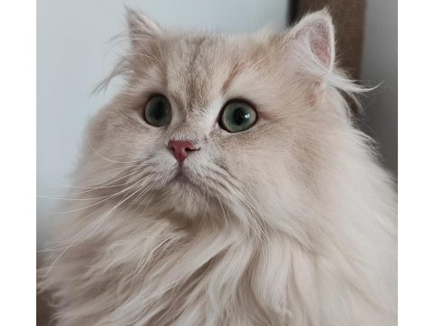 Şecereli Blue Golden Shaded (Ay12) Kedime Eş Arıyoruz