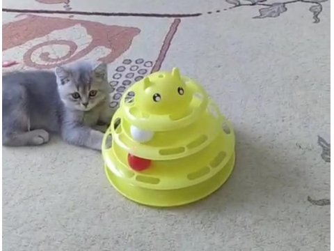 2 Aylık Yavru British Shorthair