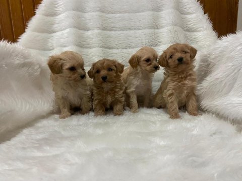 Havlamayan Büyümeyen Maltipoo Yavrular