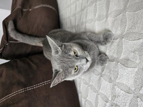 Bu Güzel British Melezi Kızımıza İyi Bakacak Bir Yuva Arıyoruz