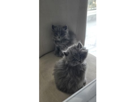 Pofuduk British Longhair Yavrular