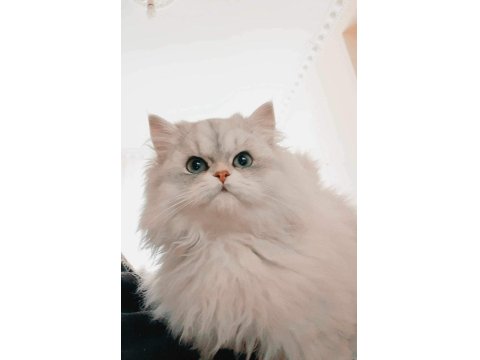 İki Adet Yavru Kedimiz Sahiplenme Yapılacaktir