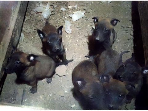 Kişi Ve Alan Koruma İçin Belçika Kurdu