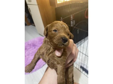 Toy Poodle Ev Doğumlu 35 Günlük Bebekler