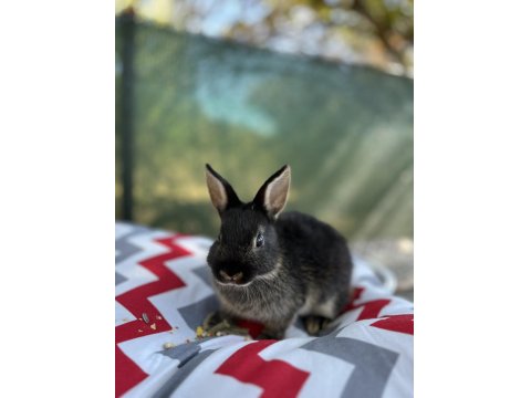 Hollanda Cüce Tavşan Yavruları