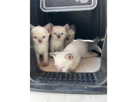 Uygun Fiyatlı Sevimli British Shorthair Yavrularım