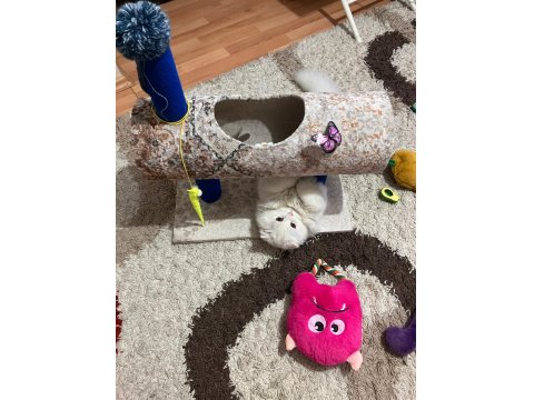 Beyaz Kedimiz Zeka Küpü Oyuncu Uysal Çocuk Dostu Erkek Pamuk