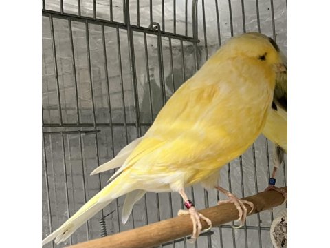 Erkek Yorkshire Kanarya