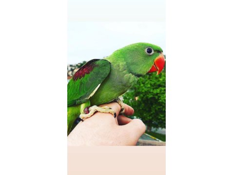 Bebek Alexander Papağanları